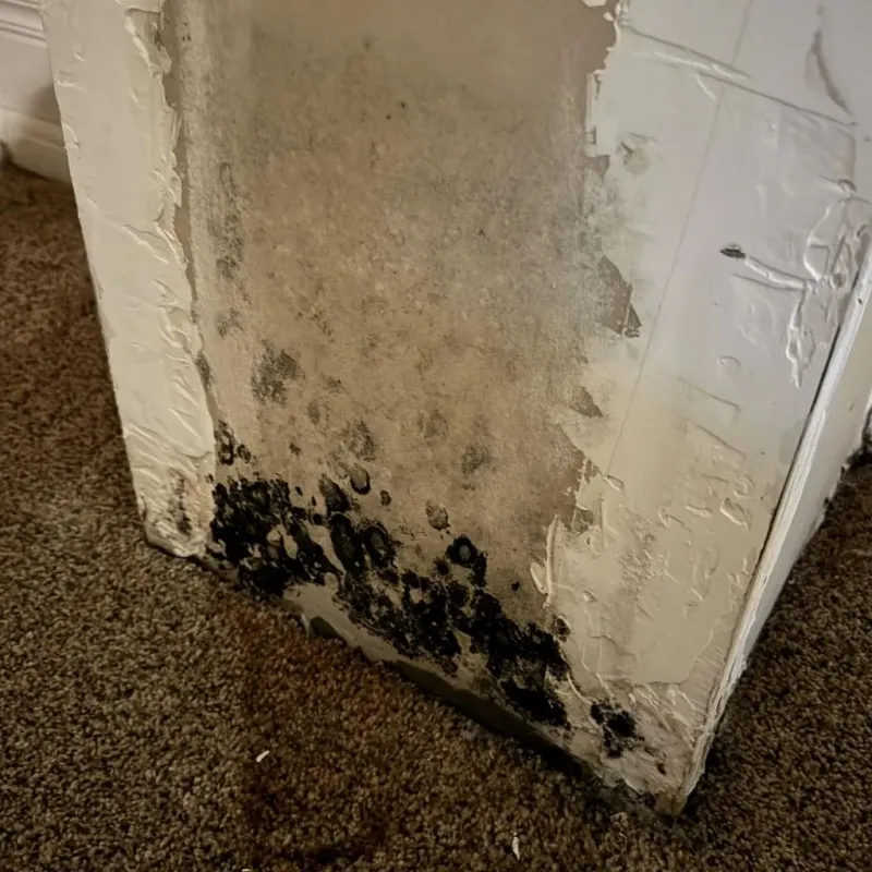 Professional Mold Removal in Poway, CA